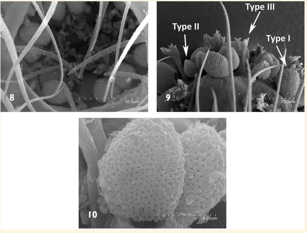 В Туркменистане найден необычный пещерный житель
