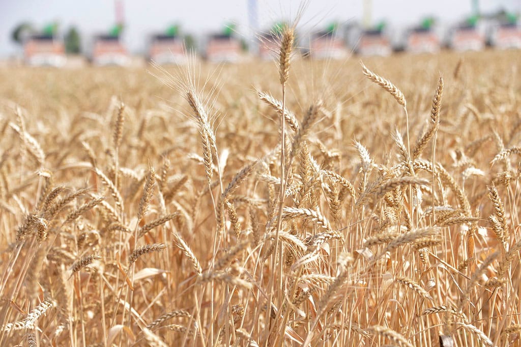 Казахстан заинтересован в скорейшей реализации зернового терминала на туркмено-афганской границе