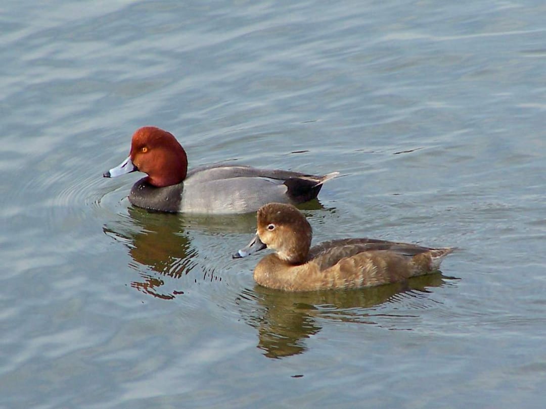 Группа туркменских экологов побывала на Копетдагском водохранилище с инспекцией зимующих птиц