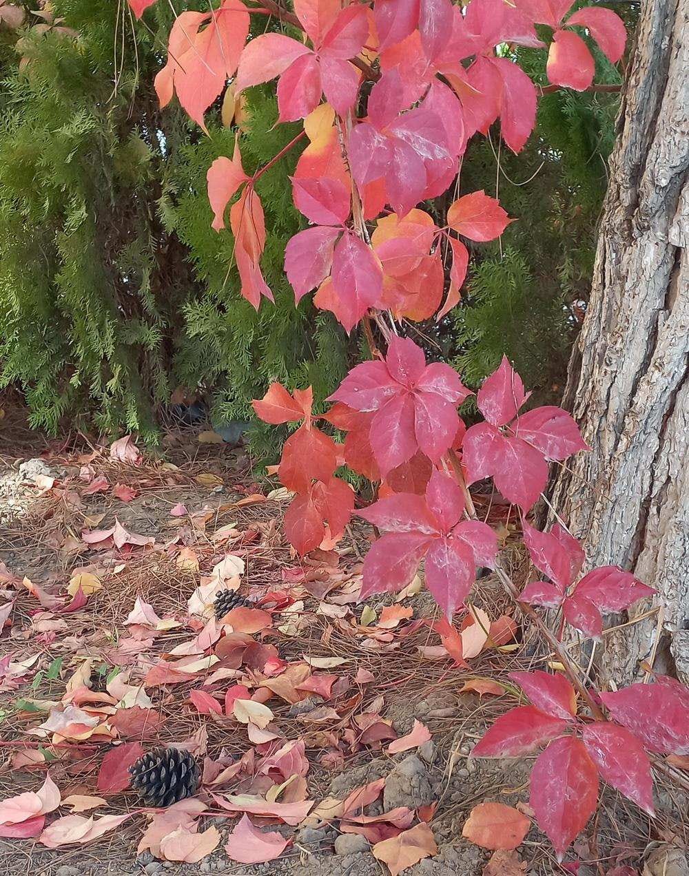 В Ашхабаде зафиксирована аномально теплая для ноября температура воздуха 
