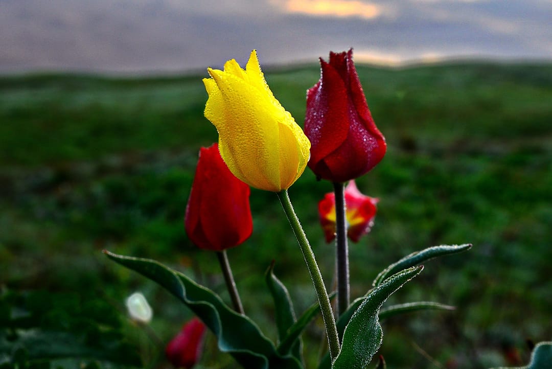 В Государственном музее Туркменистана готовится выставка-акция в защиту дикорастущих тюльпанов