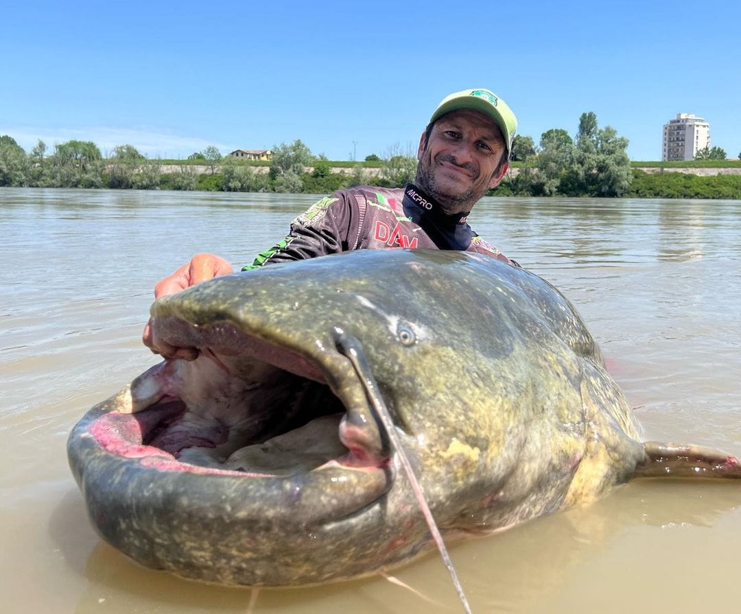 An Italian angler caught a catfish about three meters long