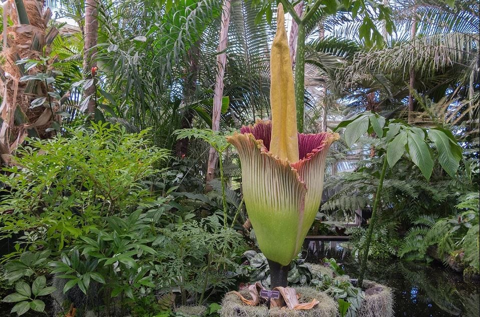 В австралийском ботаническом саду посетителей привлекает цветок с запахом испорченного мяса