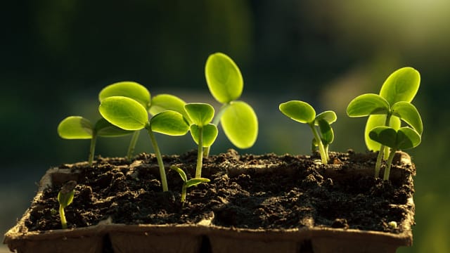 Эфиопия подготовила 8,4 млрд саженцев для масштабной кампании по озеленению