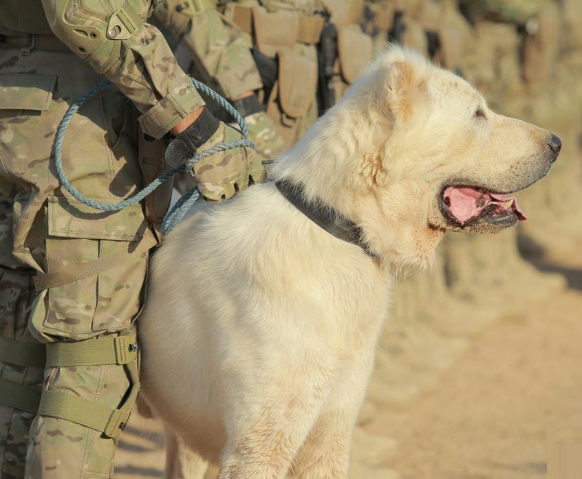 Service Alabays will hold exercises in Turkmenistan