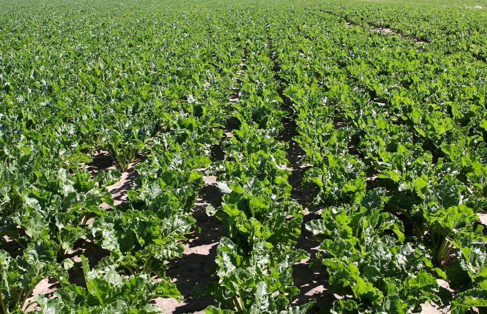 В двух велаятах Туркменистана завершился сев сахарной свеклы