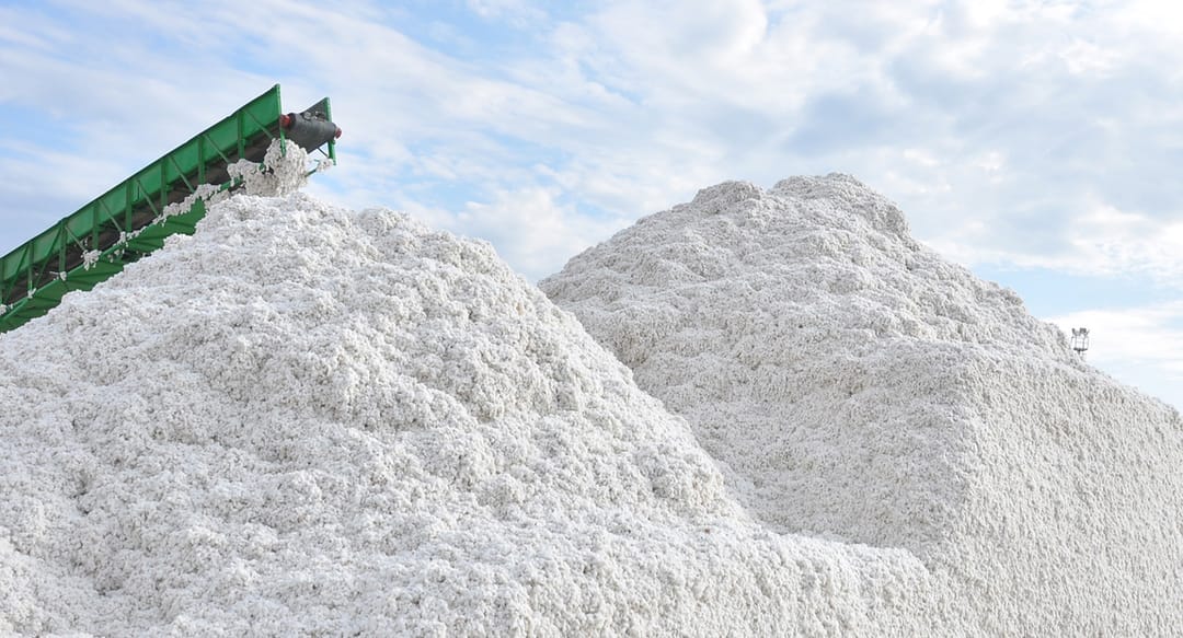 2019-njy ýylda Türkmenistanda pagtanyň we bugdaýyň satyn alyş bahalary ýokarlanar