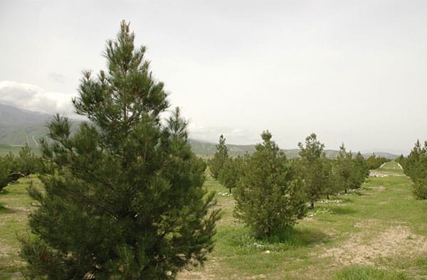 В Туркменистане в 2019 году будет посажено три миллиона саженцев деревьев