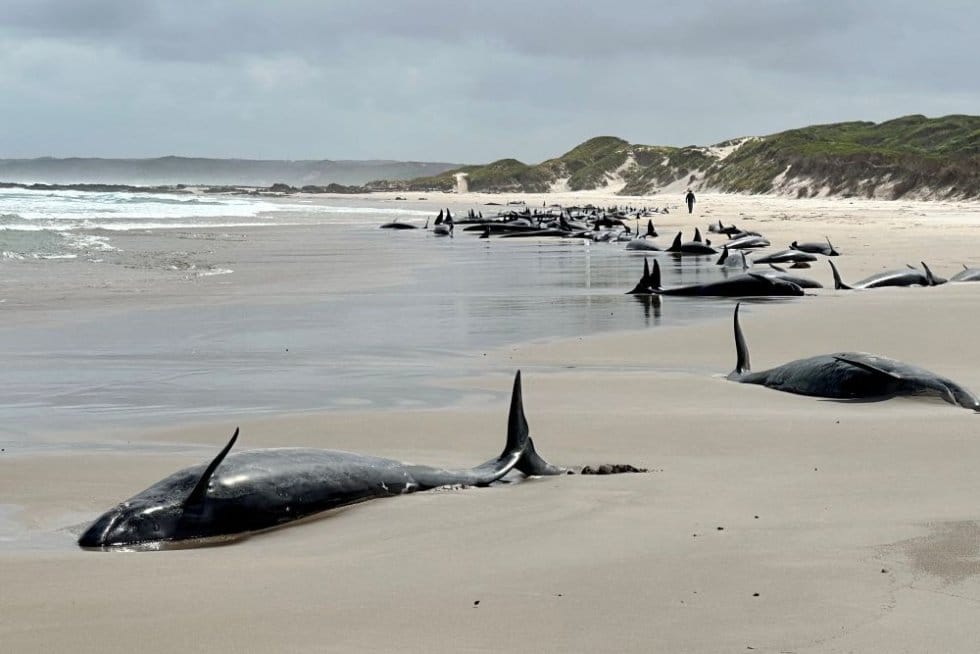 Avustralya'nın Tazmanya sahilinde 150'den fazla sahte katil balina kıyıya vurdu