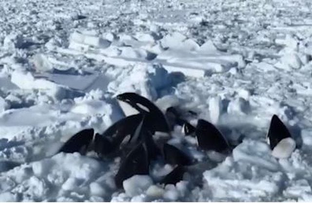 A pod of killer whales is stuck in the ice off the coast of the Japanese island of Hokkaido