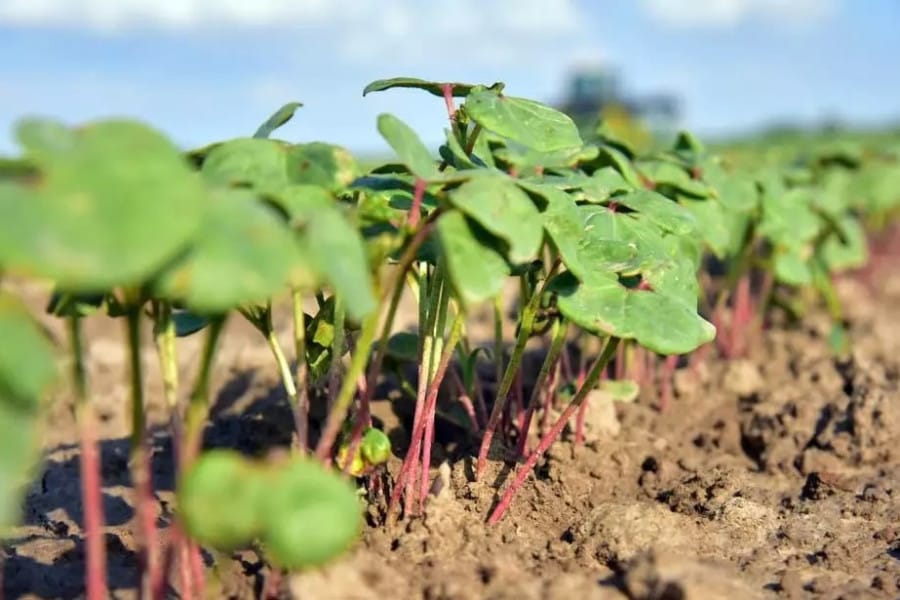Президент Туркменистана утвердил план районирования сельхозкультур по велаятам 