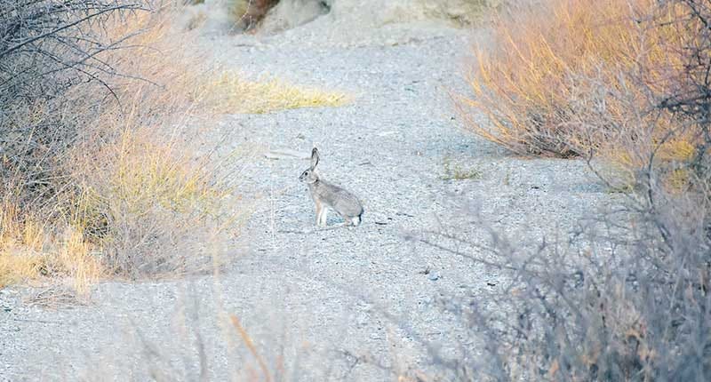 Заяц-толай замечен в горах на территории Копетдагского заповедника Туркменистана