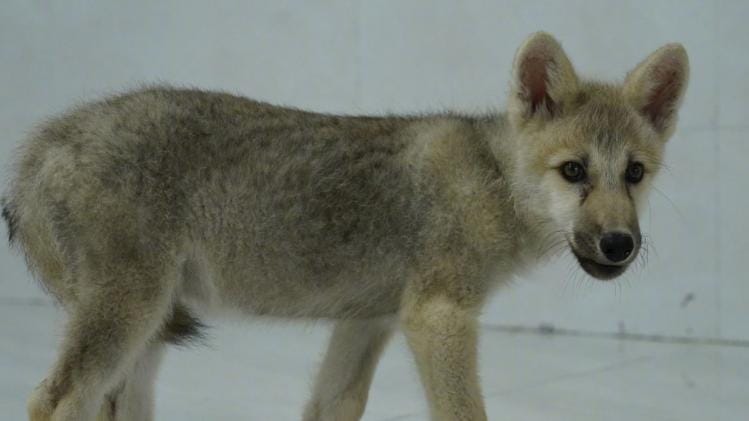 Hytaýda arktika möjeginiň ilkinji klony dünýä indi