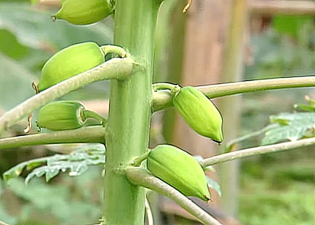 В Туркменистане начали выращивать папайи в теплицах