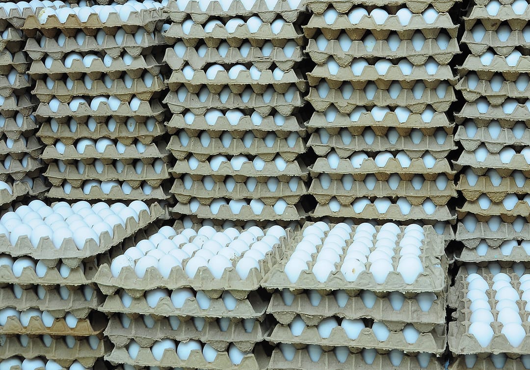 «Kekeç» guşçulyk toplumy ýylda 5 mln sany ýumurtga, 500 tonna guş etini öndürmäge niýetlenendir