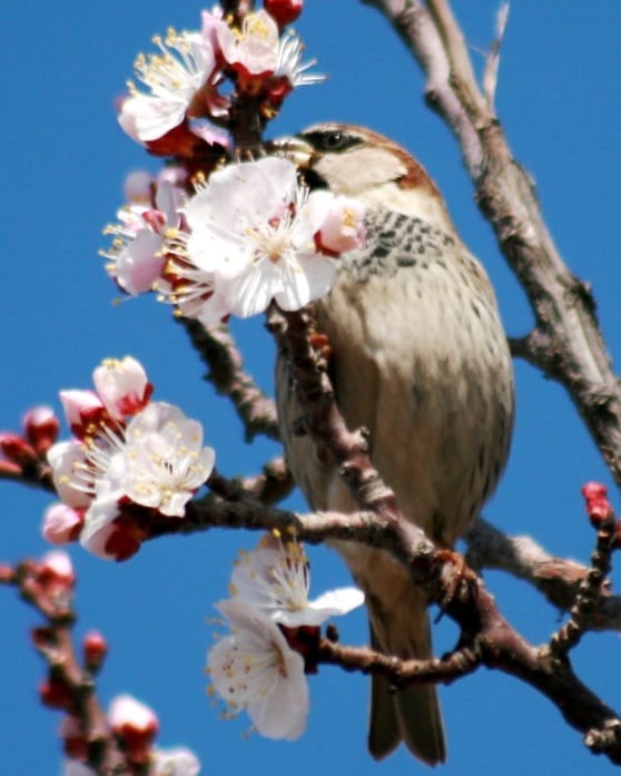 Воробьи Туркменистана – знакомые незнакомцы