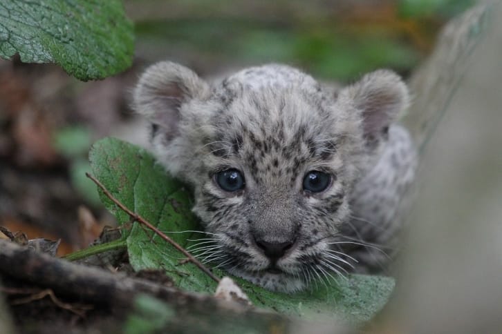 В России ждут леопардов из Туркменистана и Ирана