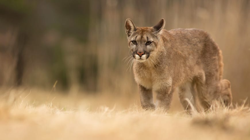 В США построят самый большой в мире мост для животных