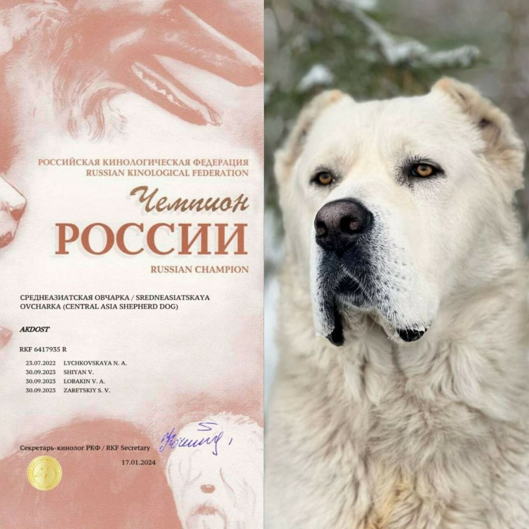 Туркменский алабай Ак дост стал чемпионом России