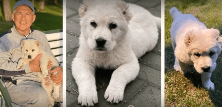 Президент Татарстана опубликовал новое видео с туркменским алабаем