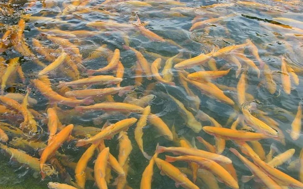 Лебапский предприниматель займется созданием рыбного хозяйства