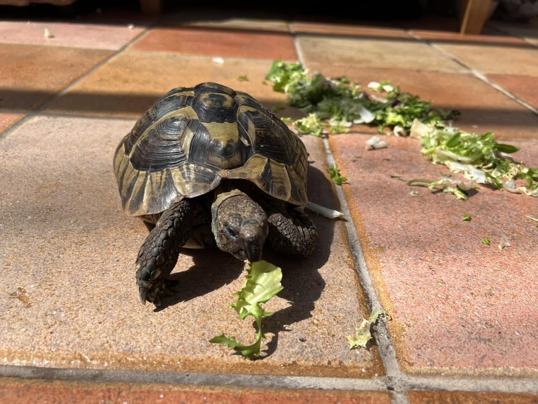 9 ay önce evden kaçan kaplumbağa, evden 12 dakika uzaklıkta bulundu
