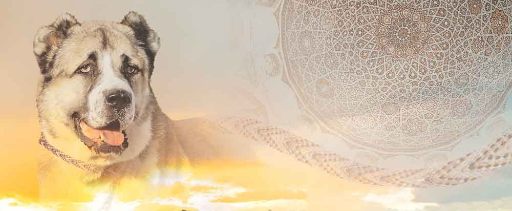 Türkmen alabaýynyň baýramyna bagyşlanan maslahat geçirildi