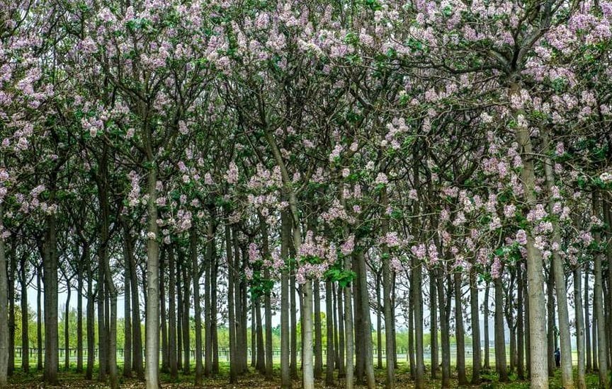 Туркменское фермерское хозяйство «Эзбер дайхан» выращивает саженцы павловнии