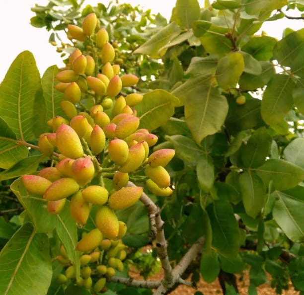 У жителей этрапа Койтендаг в Туркменистане начался настоящий «фисташковый бум» 