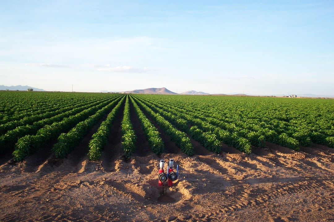 Туркменские учёные разработали технологии рационального водопользования при выращивании хлопчатника