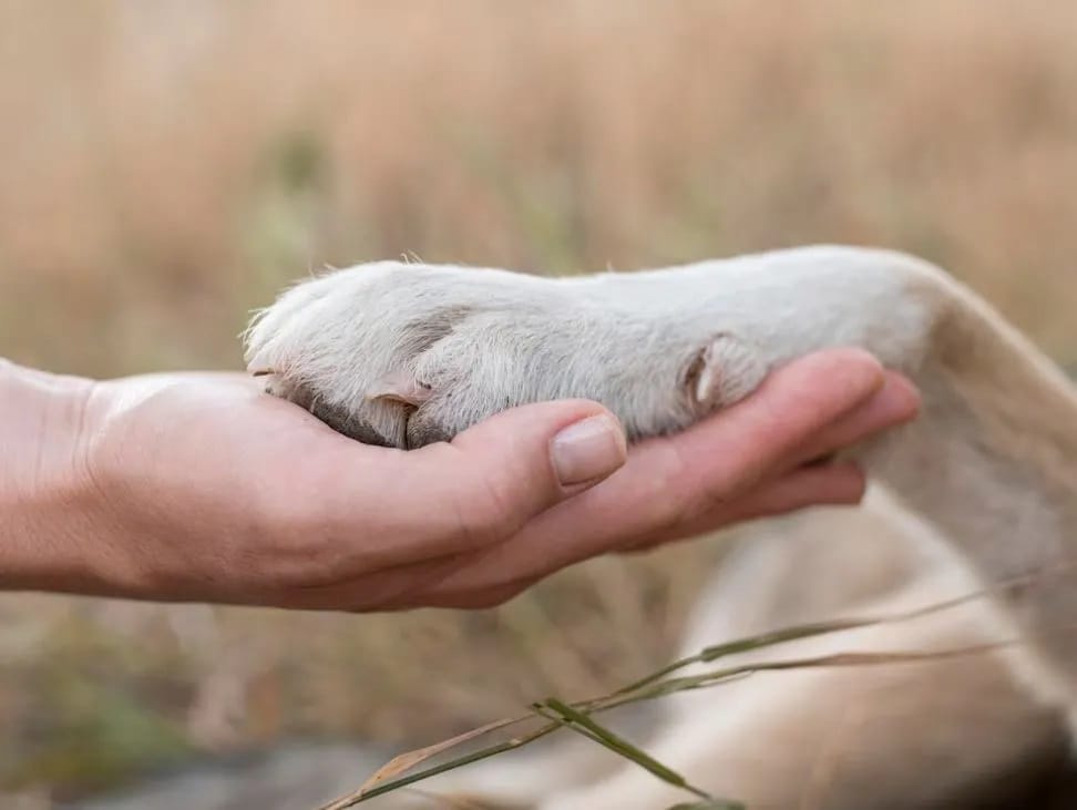 Общение с собаками снижает уровень стрессовых гормонов и улучшает самочувствие
