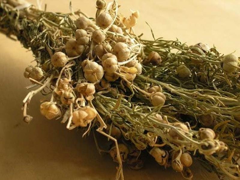 Президент Туркменистана призвал использовать народные средства в профилактике инфекционных заболеваний