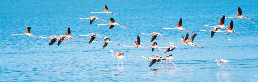 Стая розовых фламинго прилетела в Туркменистан