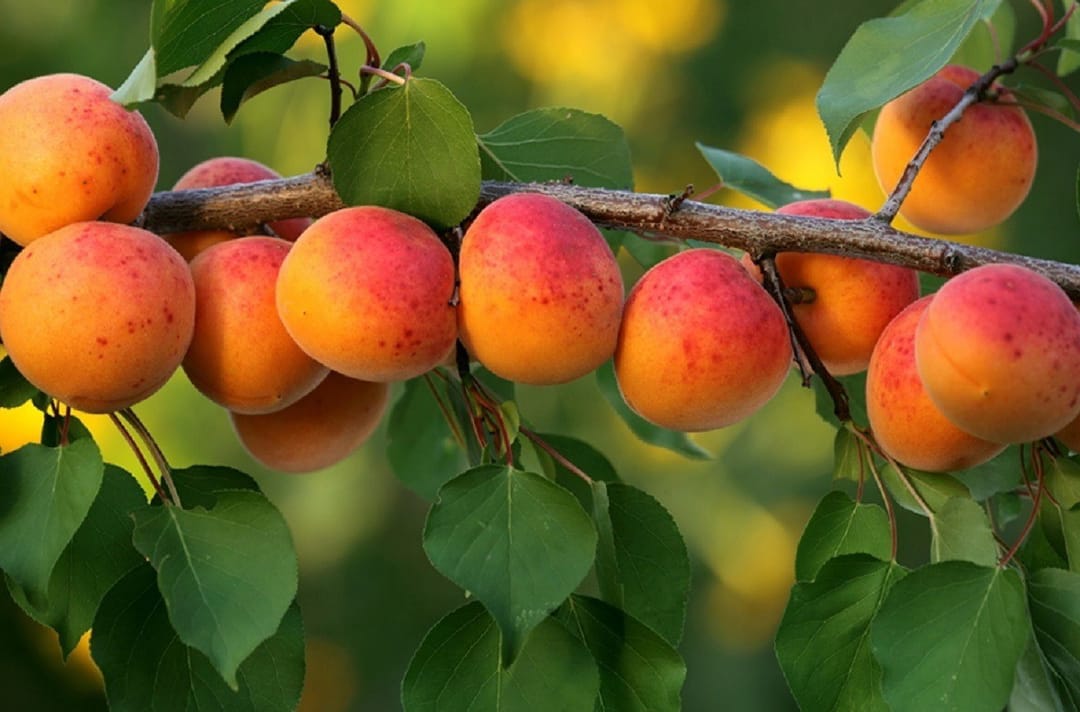 Победитель конкурса «Опытный садовод Халача» собрал 9 тонн фруктов 