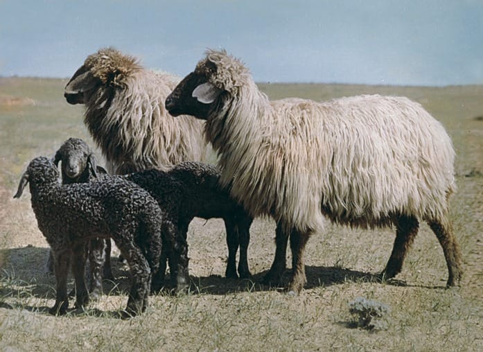 Туркменскому сельхозуниверситету переданы два государственных каракулеводческих хозяйства