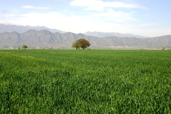 Garagum etrabynyň gallaçylary 44 müň tonnadan gowrak hasyl ýygnamagy maksat edinýärler