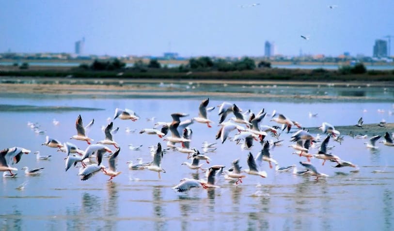 В Туркменистане отмечается Всемирный день водно-болотных угодий