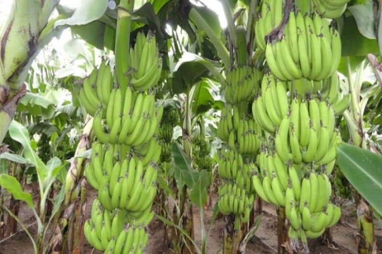 В Туркменистане  готовятся к сбору бананов