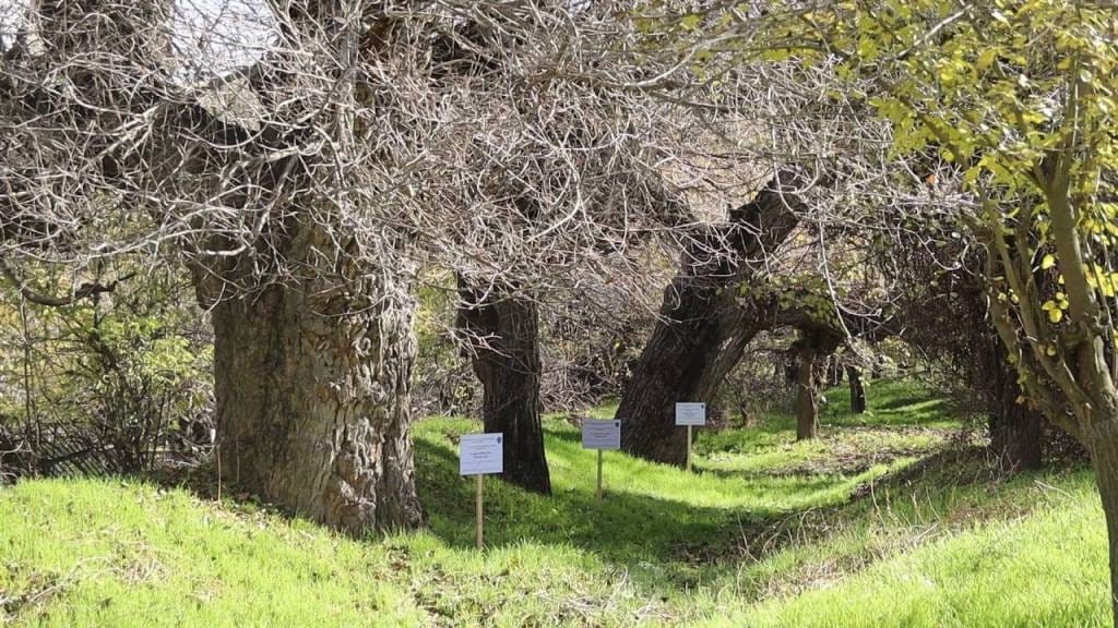 Mulberry grove in a Turkmen village in Uzbekistan is 500 years old
