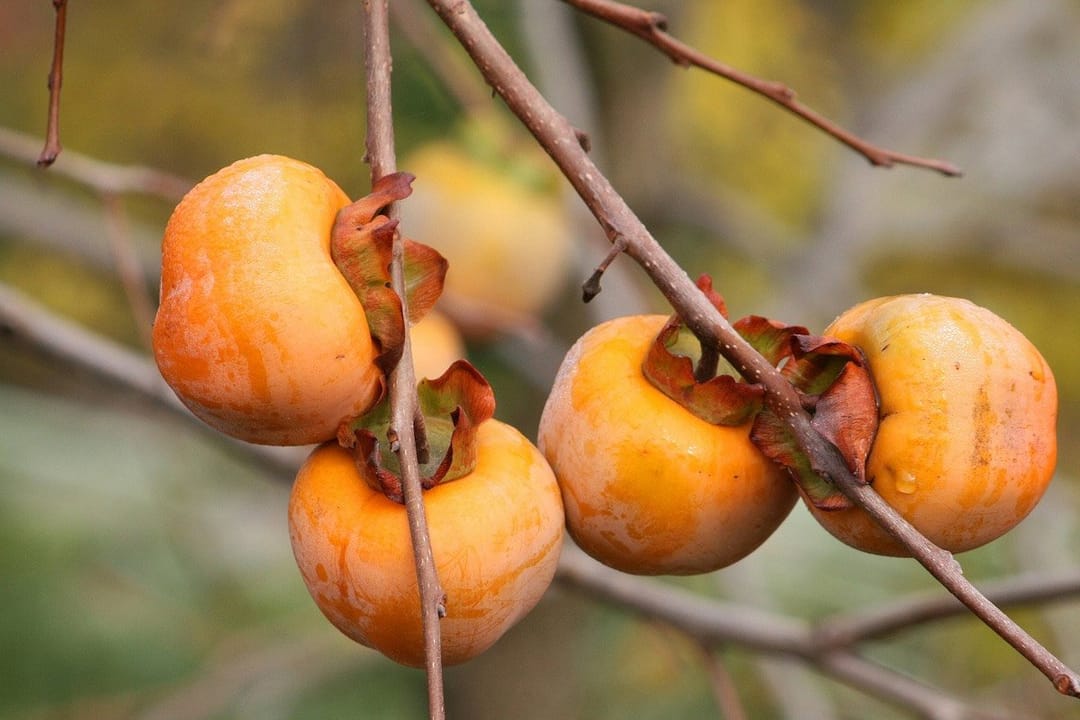 Лебапский садовод ожидает получить 5 тонн урожая хурмы