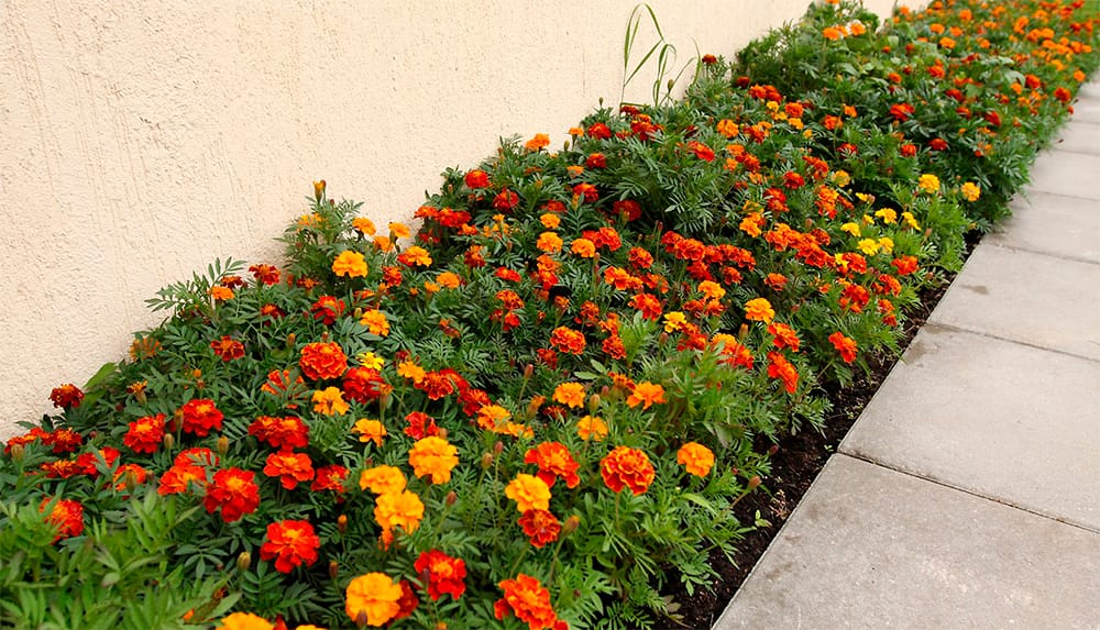 В парках и скверах Таджикистана высадят более десяти миллионов цветов