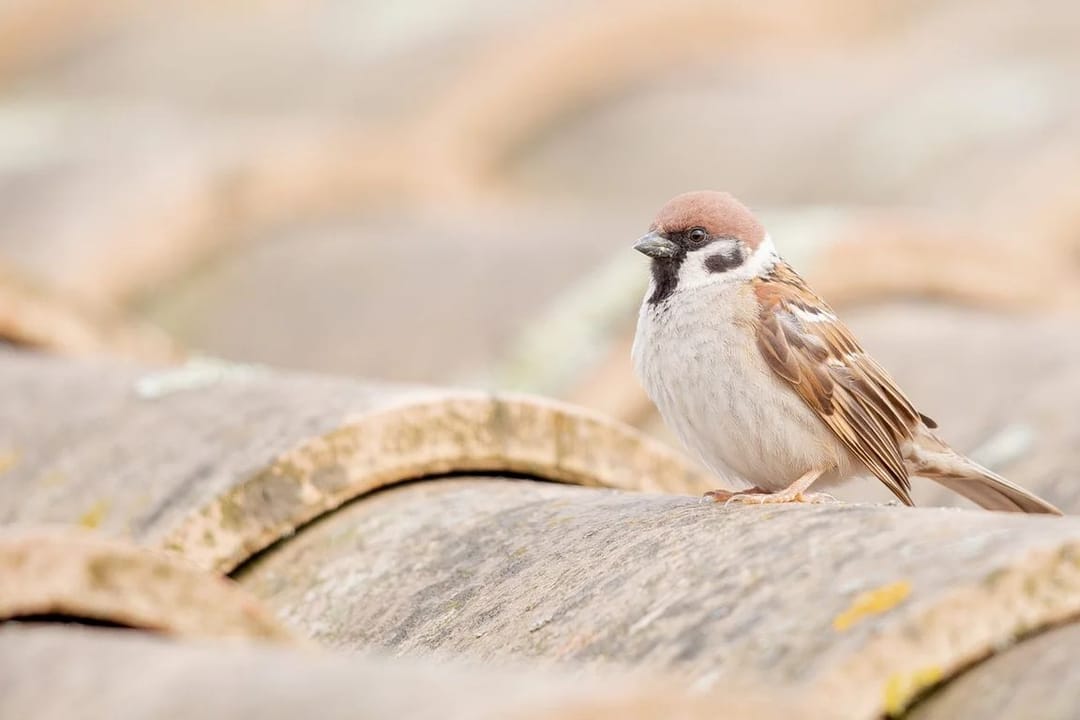 Russiýanyň Woronež şäherinde serçe sanawy geçiriler