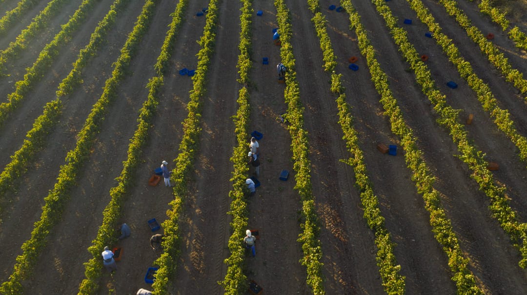 Türkiye will host a harvest festival in vineyards more than 3 thousand years old