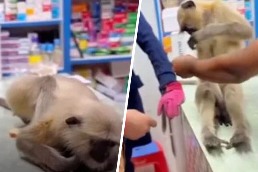 Ýaraly langur maýmyny lukmançylyk kömegi üçin dermanhana geldi