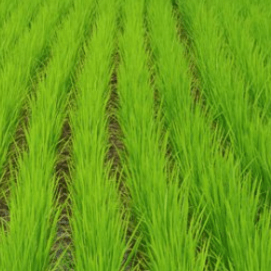 Туркменские земледельцы планируют вырастить  более 82 тысяч тонн риса