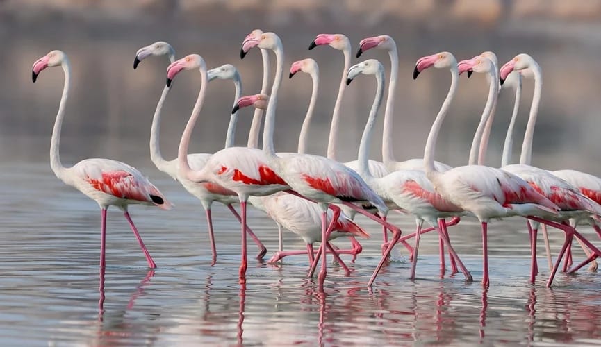 Flamingo guşlary Italiýadaky şaly meýdanlaryny ýok edýärler