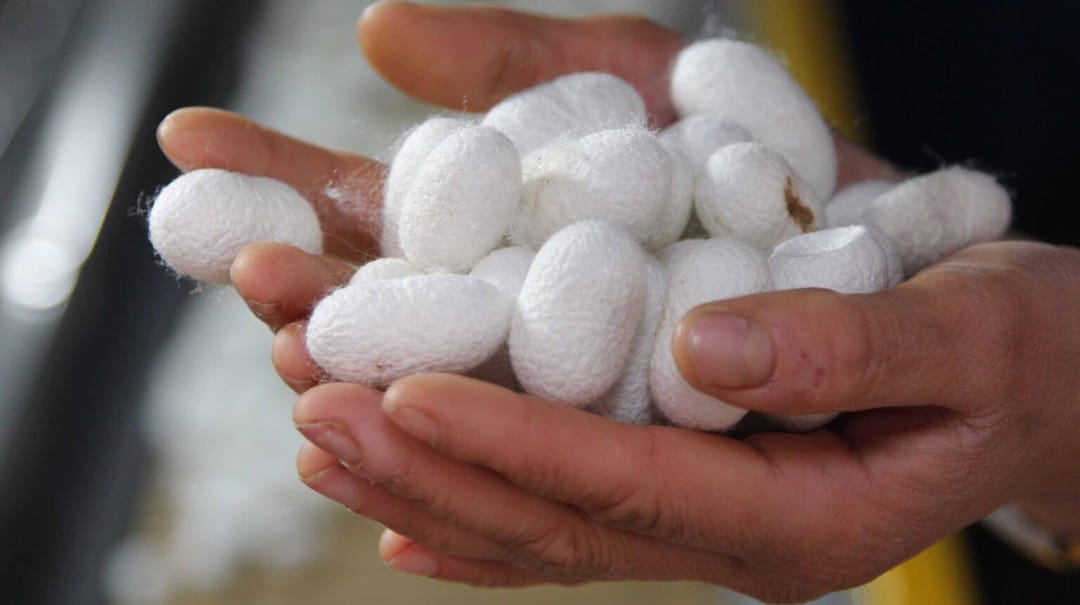 Turkmenistan produced 2,100 tons of silkworm cocoons