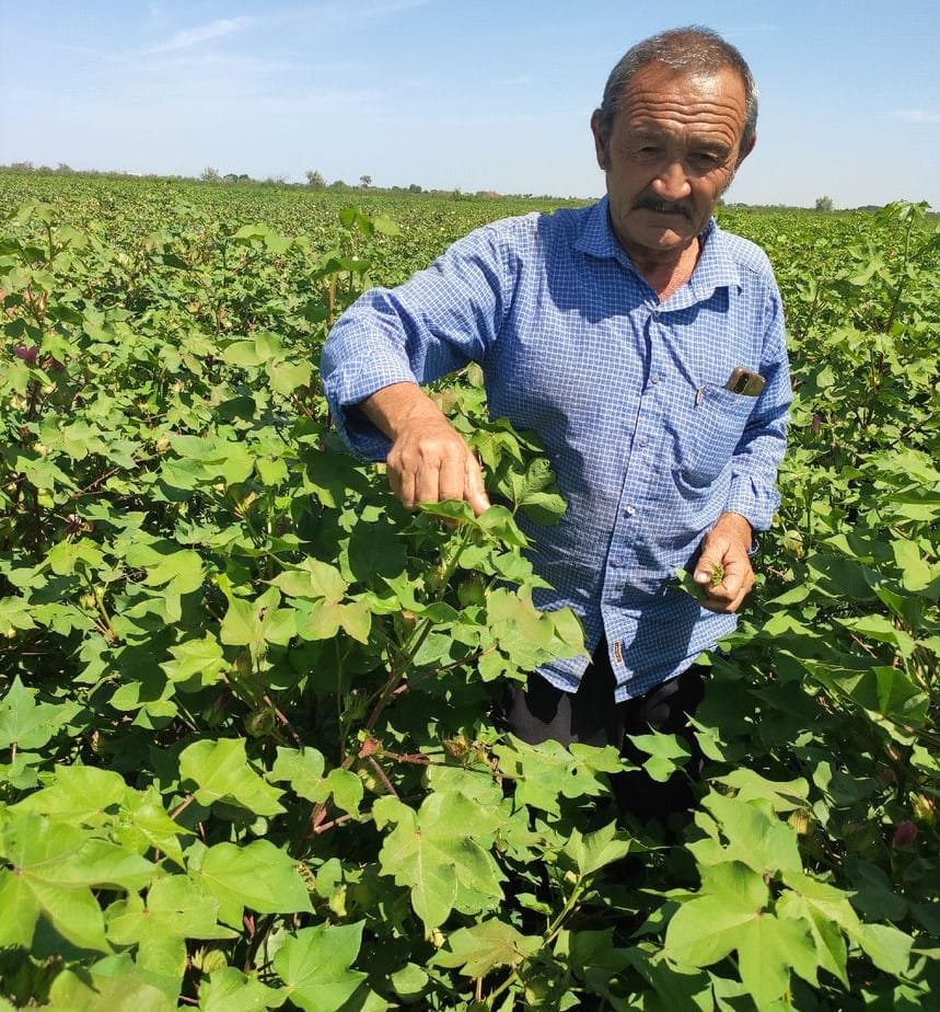 Натуральные добавки от Nourivit Technologies помогут повысить урожайность хлопчатника и других культур