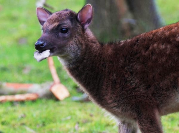 В Британии родился редкий олененок