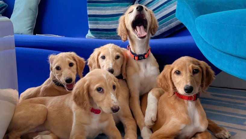 Video of Prince of Dubai walking with rescued Saluki has appeared online